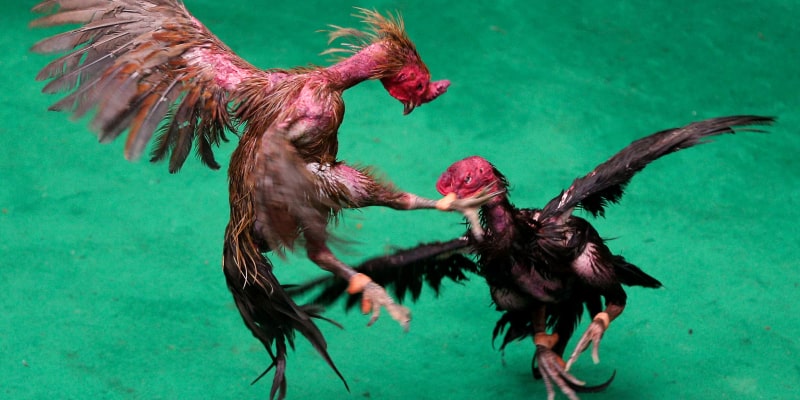 Overview of the Asia Cockfighting App