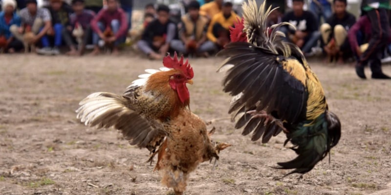 A Reliable and User - Friendly Cockfighting Platform 