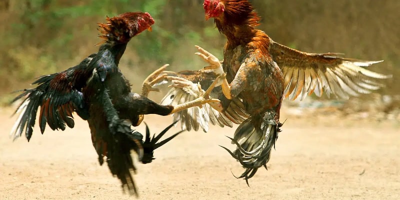 Asian Cockfighting 66lottery - Super Intense Asian Cockfighting Class