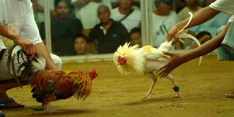 Watch cockfighting in high quality, satisfying viewers