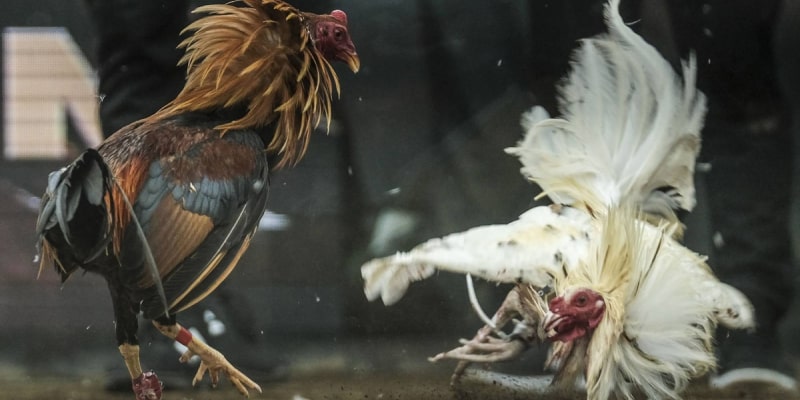 What is Cockfighting app?